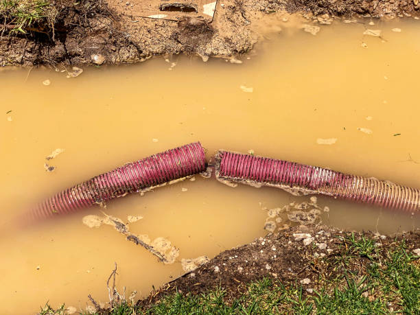 Best Flood restoration services  in Vla Grove, IL
